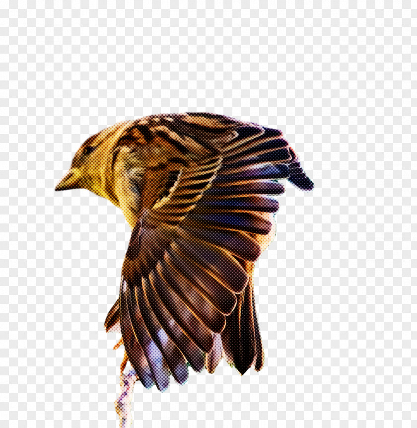 Feather PNG