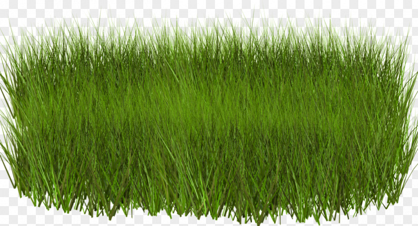 Landscape Green Download Grasses Clip Art PNG
