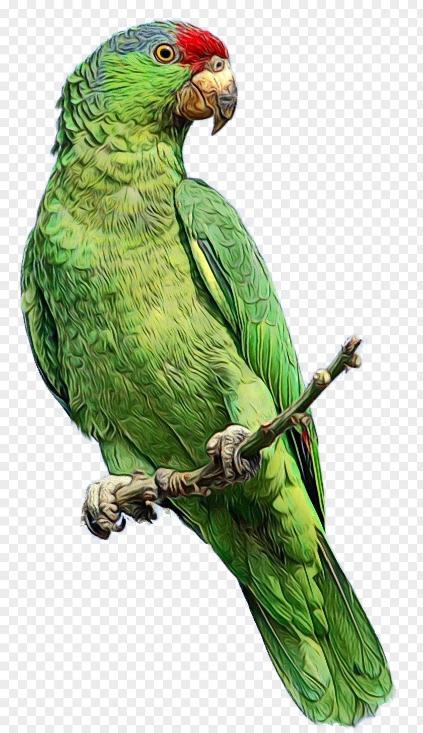 Parrot Budgerigar Bird Animal PNG