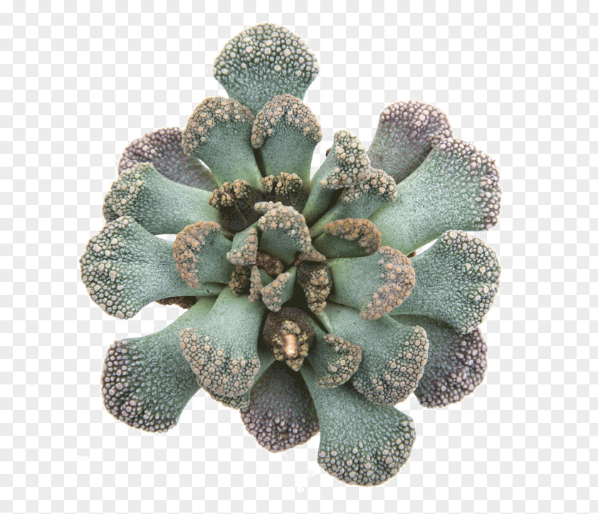 Suculent Cactaceae Titanopsis Calcarea Succulent Plant PNG