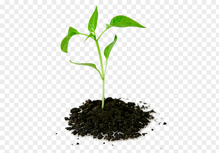 Tree Plantation Plant Seedling Pletivo PNG