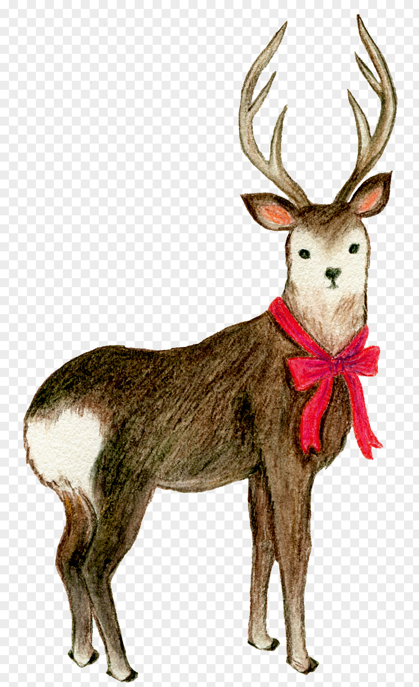 Wearing A Bow Deer Decorative Elements Reindeer Elk Butterfly White-tailed PNG