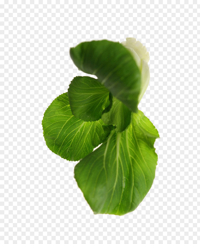 Cabbage Bok Choy Leaf Vegetable Download PNG