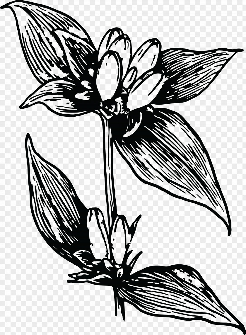 Flower Clip Art Gentian Image Floral Design PNG