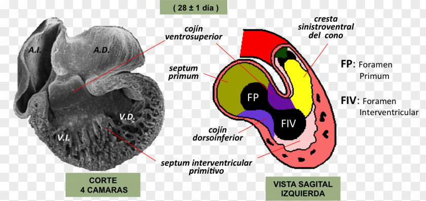 Heart Development Embryology Atrioventricular Canal Septum PNG