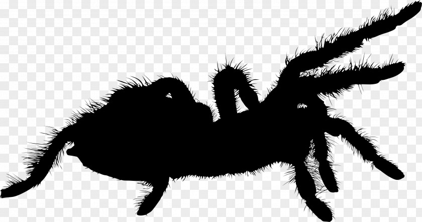 M Insect Character Silhouette Pet Black & White PNG