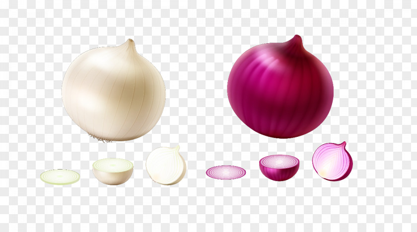 Vector Onions Onion Vegetable Euclidean PNG