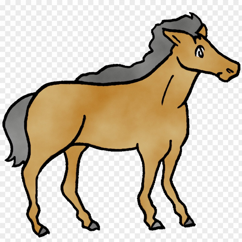 Foal Stallion Mustang Bridle Cartoon PNG