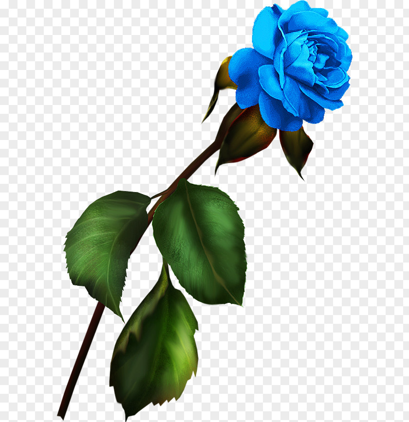 Rose Garden Roses Blue Flower Clip Art PNG