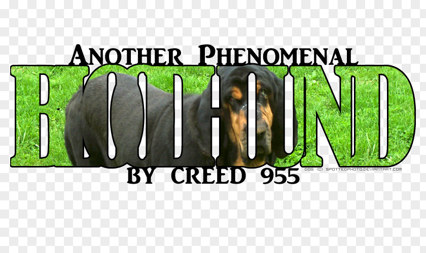 Bloodhound Logo Mammal Brand Font PNG