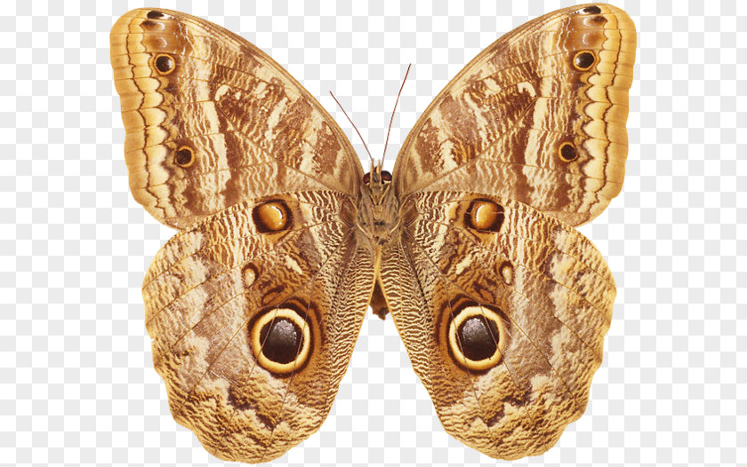 Butterfly Brush-footed Butterflies Moth Art Museum PNG