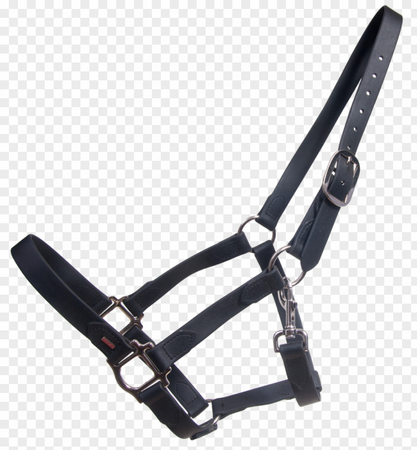 Icelandic Horse Foal Pony Halter Tack PNG