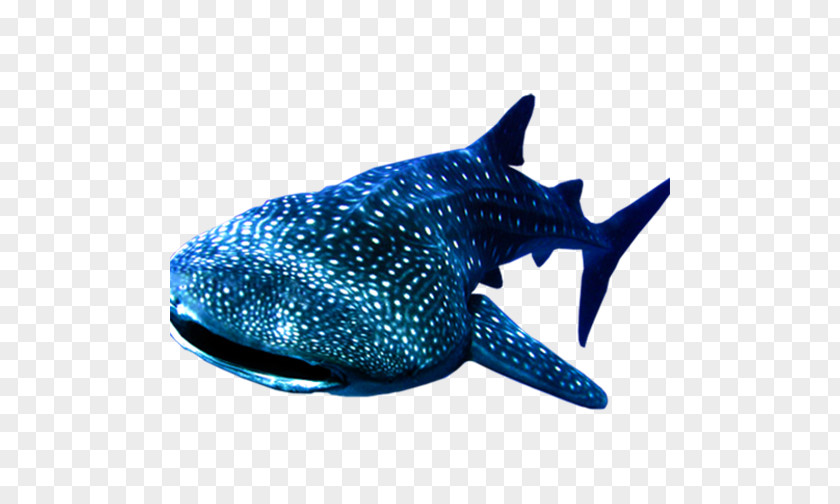 Marine Whale Shark PNG