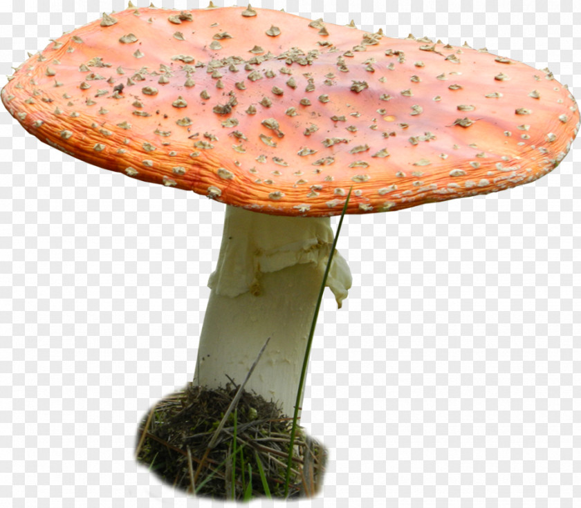 Mushroom Edible Agaric Medicinal Fungi Medicine PNG