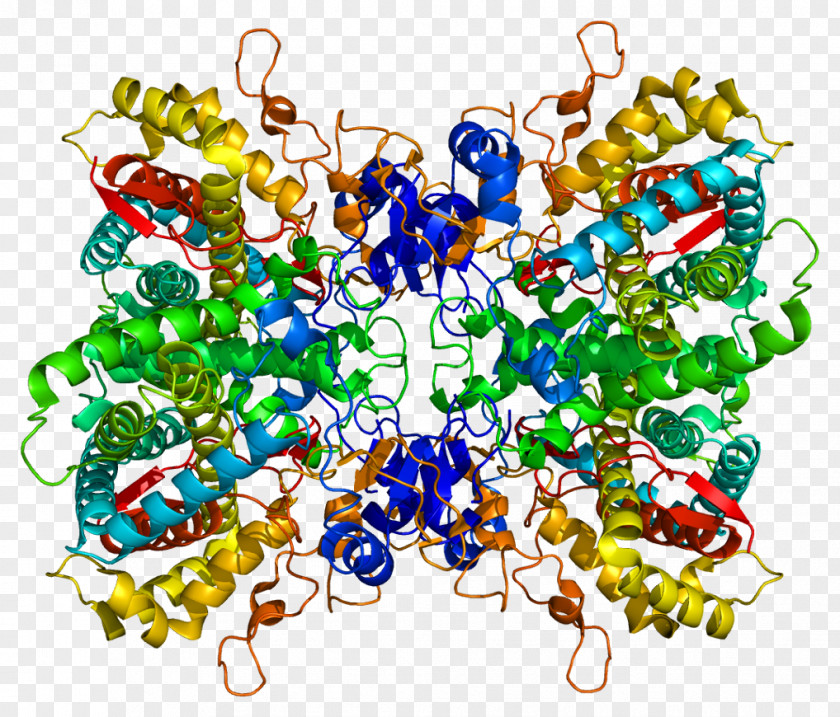 Protein CYP2D6 Hemoglobin Subunit Zeta Structure Structural Biology PNG