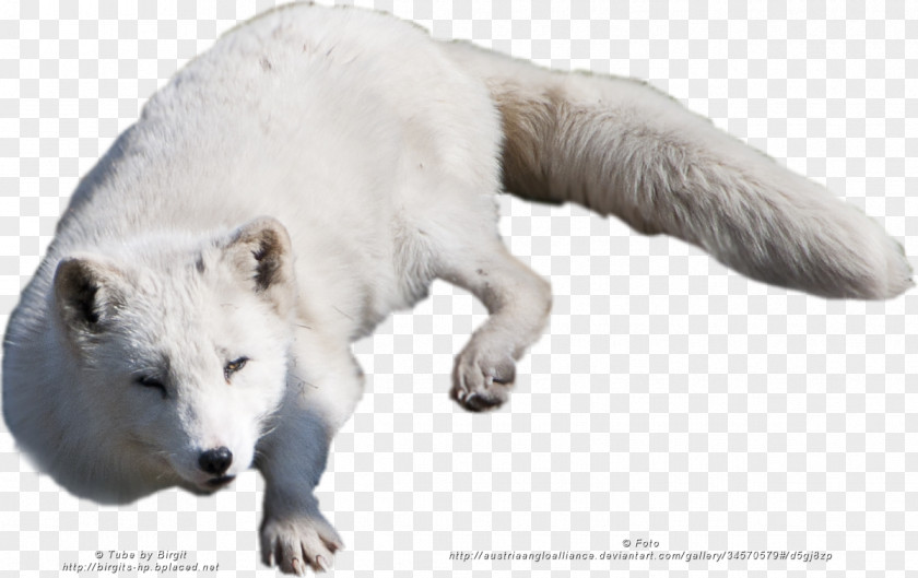 Arctic Fox Alaskan Tundra Wolf Polar Bear PNG