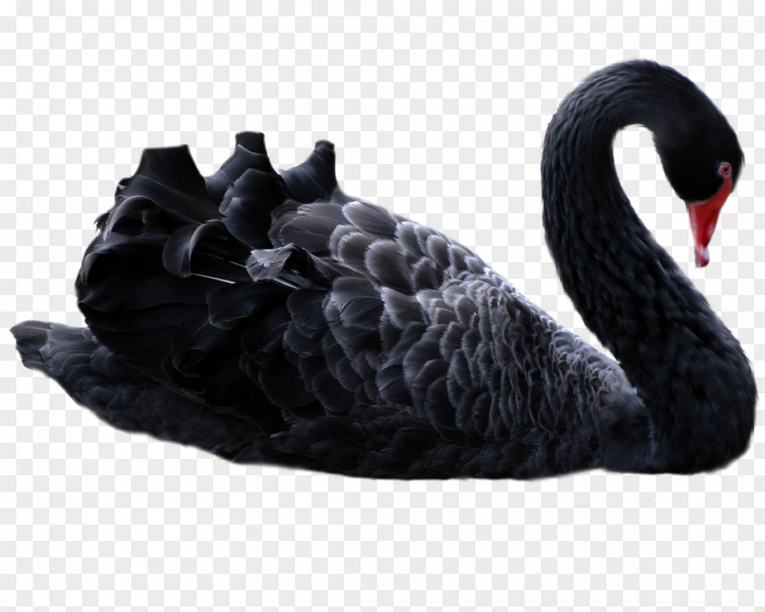Black Swan The Swan: Impact Of Highly Improbable Antifragile Theory Trader PNG