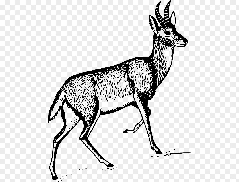 Deer Antelope Gazelle Clip Art PNG