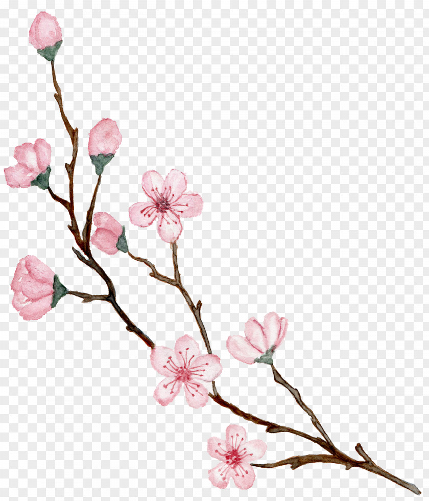 Flowers Vine Watercolor Cherry Blossom Design Drawing Illustration PNG