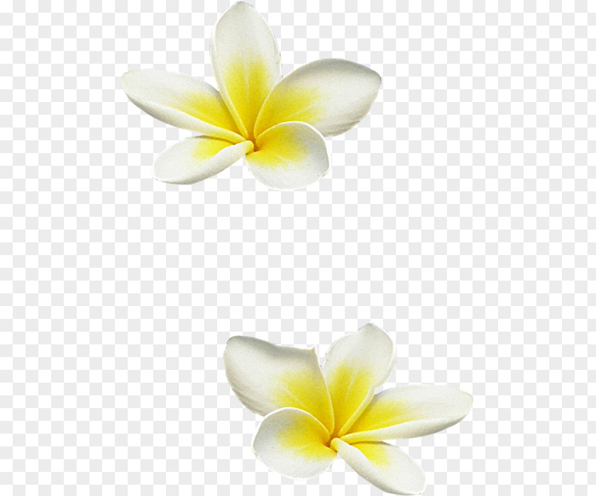 Frangipani Flower Clip Art PNG