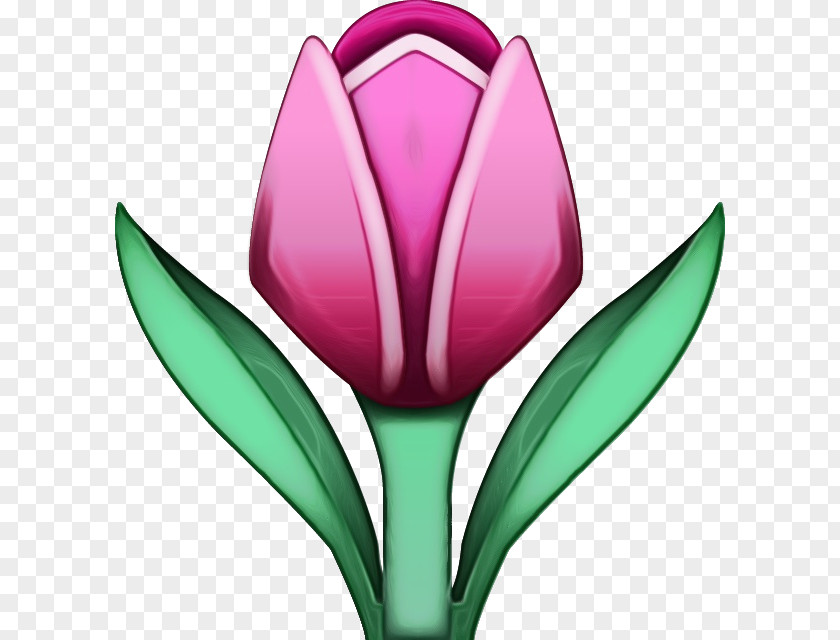 Lily Family Flowering Plant Flower Tulip Tulipa Humilis Petal PNG