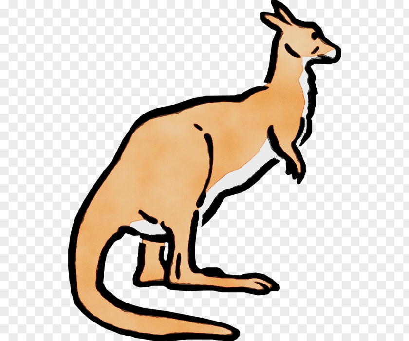 Macropods Red Fox Kangaroo Marsupials Tail PNG