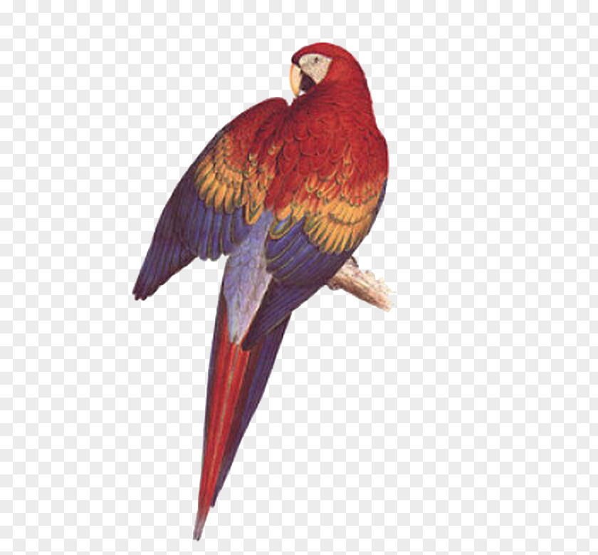 Parrot Illustrations Of The Family Psittacidae, Or Parrots Bird Budgerigar Scarlet Macaw PNG