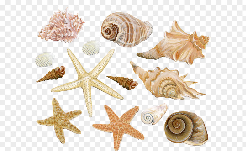 Beach Starfish Conch Decoration Material Seashell Clam Mollusc Shell PNG