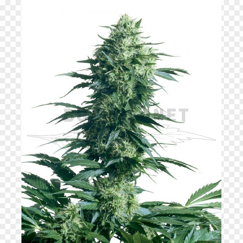 Cannabis Sensi Seeds Autoflowering Seed Bank PNG