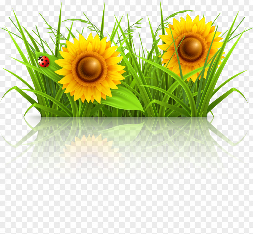 Cartoon Sunflower Fresh Spring Grass Drawing Illustration PNG