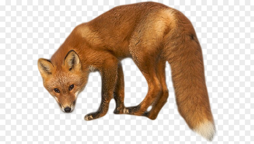 Fox Silhouette Red Dhole Kit Fur PNG