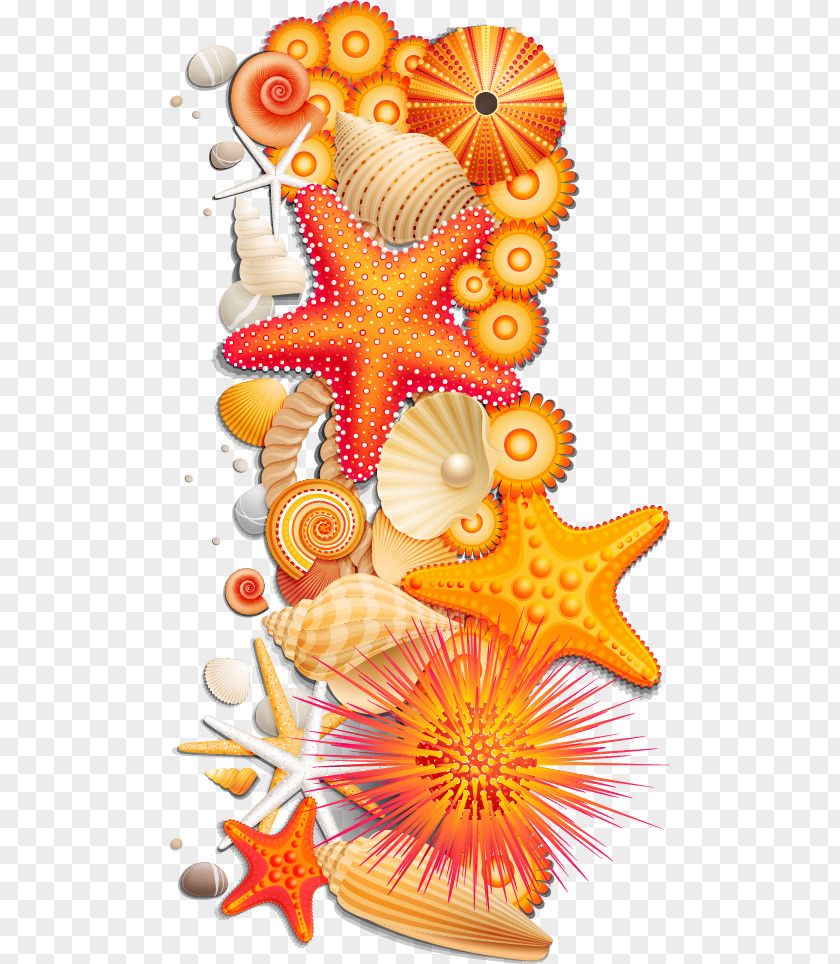 Seashell Orange Starfish Photography PNG