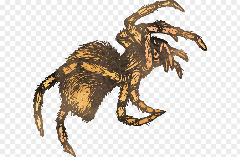 Vector Hairy Spiders Spider Velociraptor Insect Tarantula PNG