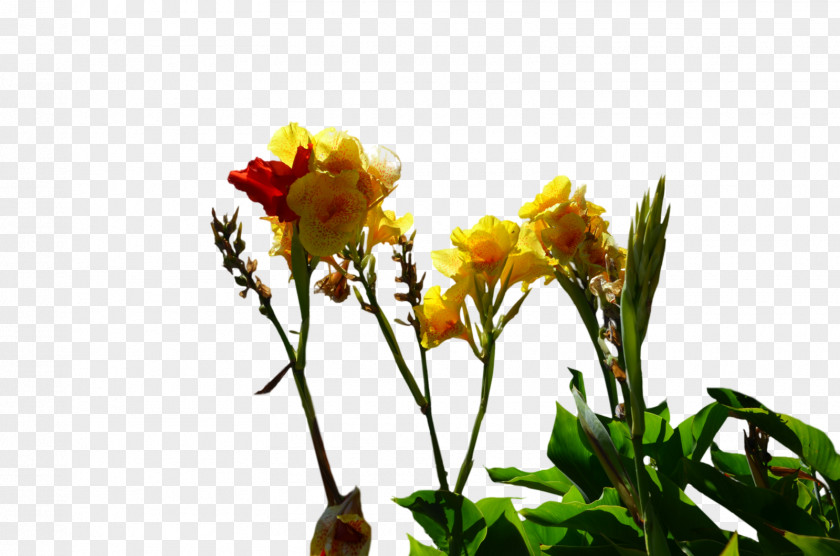 Yellow Flowers Cut Bud Plant Stem PNG