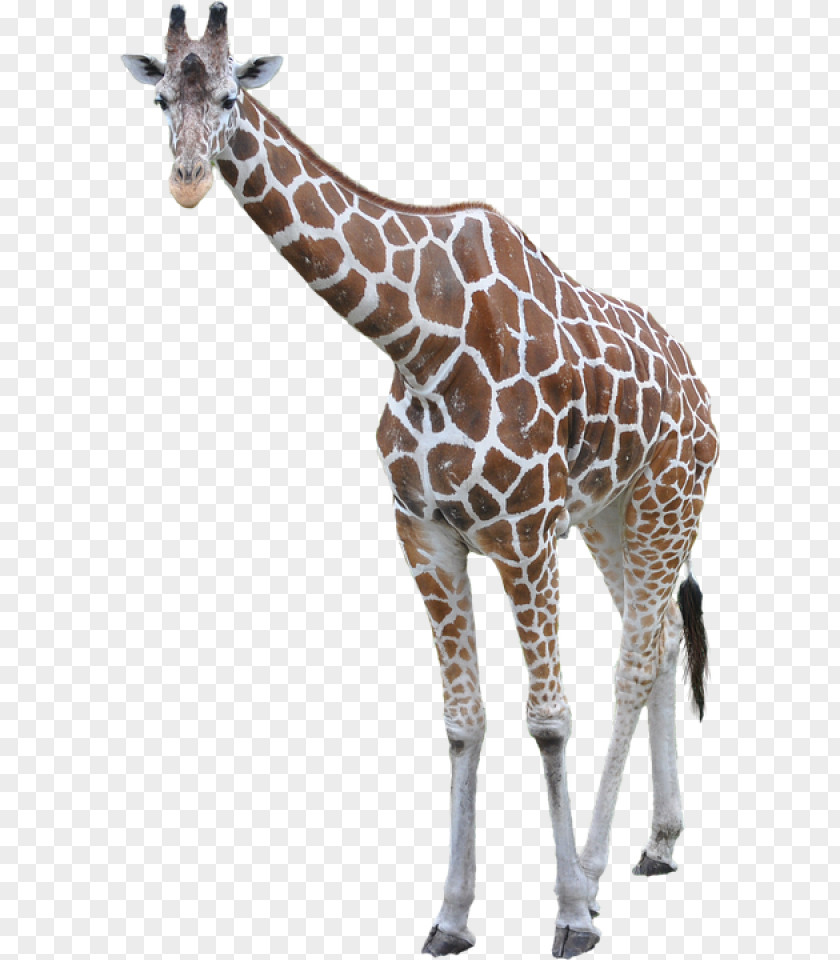 African Animals Giraffe Transparency Clip Art Image Vector Graphics PNG