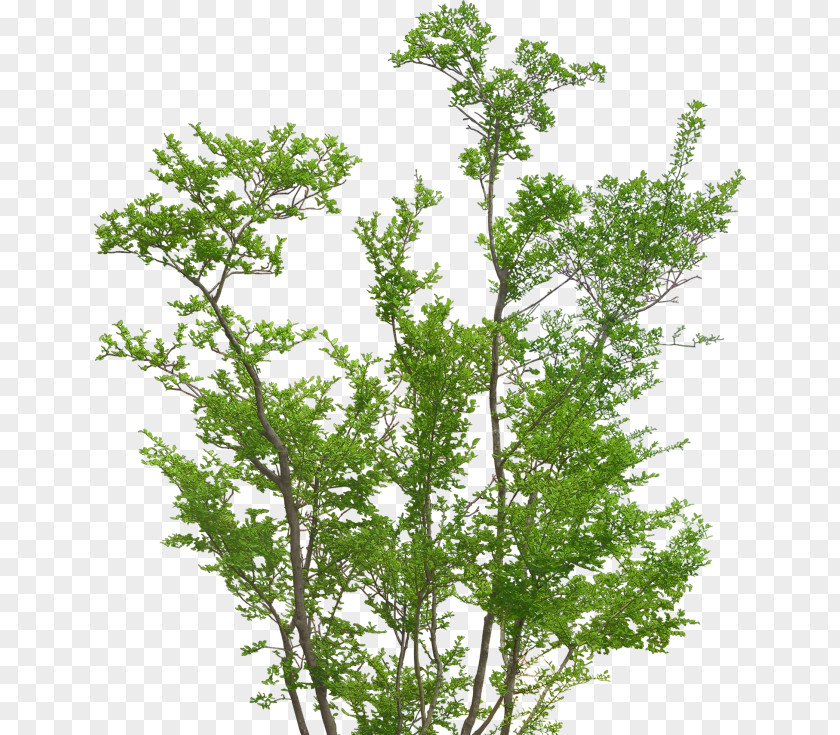 Tree Plant Bamboo PNG