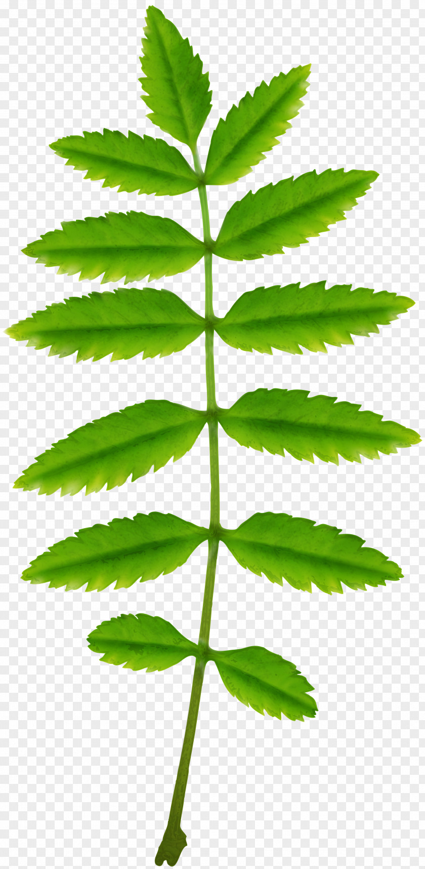 Green Leaf Askur Long Tail Keyword Tree Tool PNG