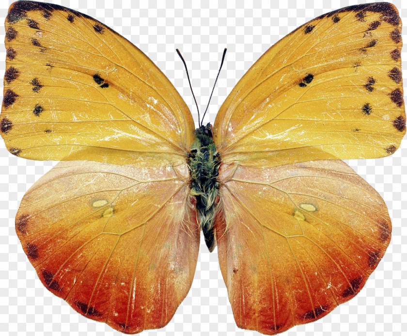 Butterfly Insect Moth Photography PNG