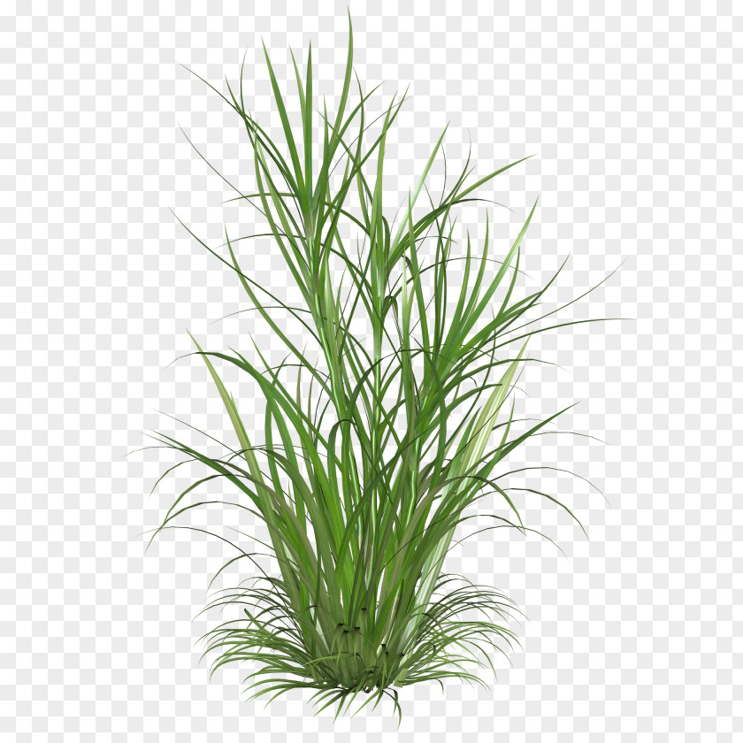 Plnats Pattern Clip Art Ornamental Grass Grasses Image PNG