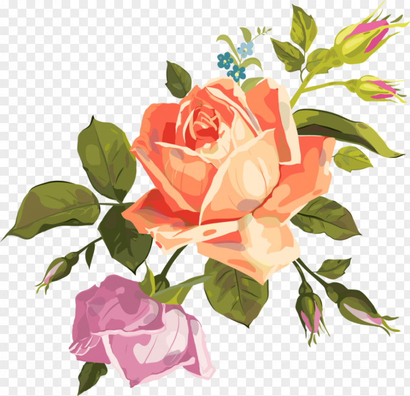 Rose Vector Garden Roses Cabbage Clip Art PNG