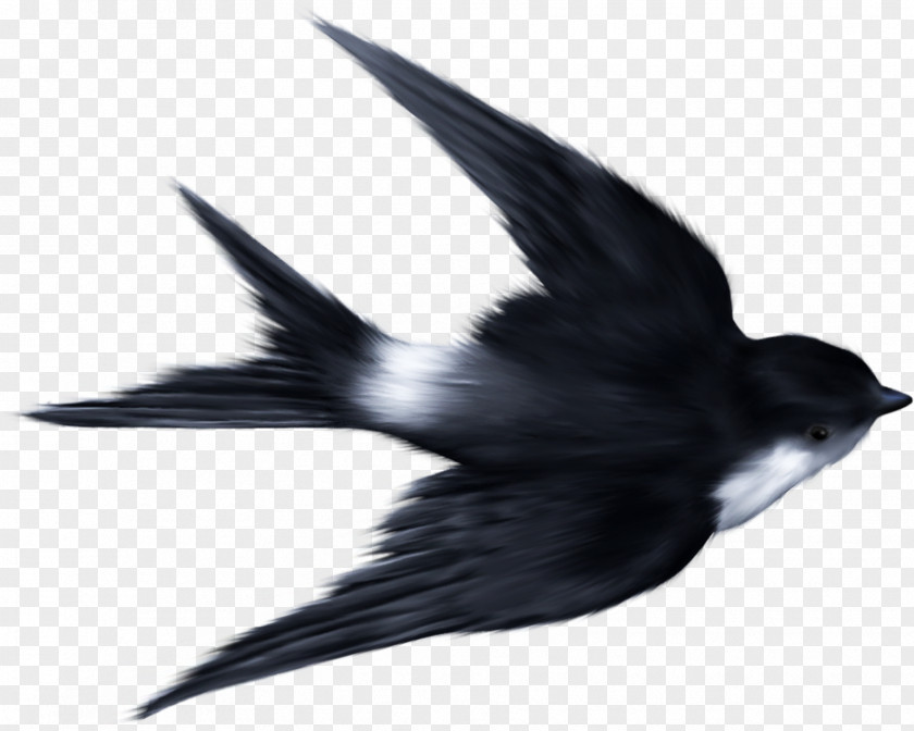 Sparrow Swallow Ukrainian Skycutter Bird Clip Art PNG