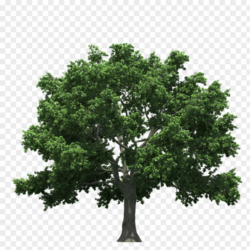 Tree Plan Download PNG