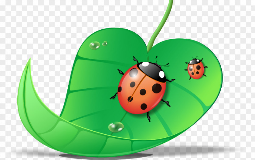 Beetle Ladybird CorelDRAW PNG