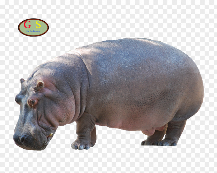 Om Hippopotamus Sea Cows Weyto Homosassa Springs Wildlife State Park Crystal River PNG