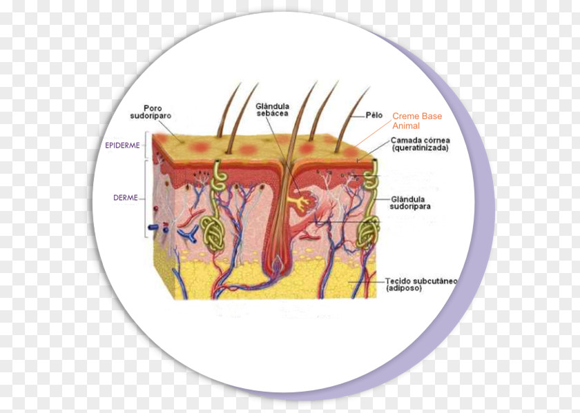 Pele Skin Epidermis Tissue Human Body PNG