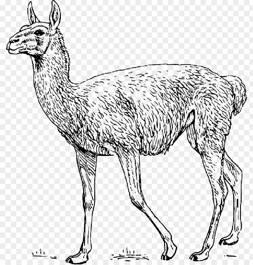 Zoology Guanaco Llama Clip Art Drawing PNG