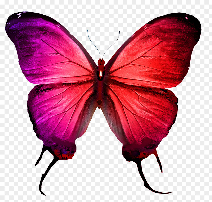 Colorful Butterfly Stock Photography Royalty-free PNG
