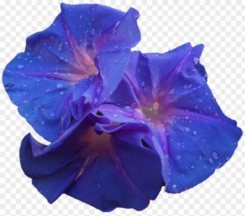 Darshan Cut Flowers Petal Morning Glory PNG