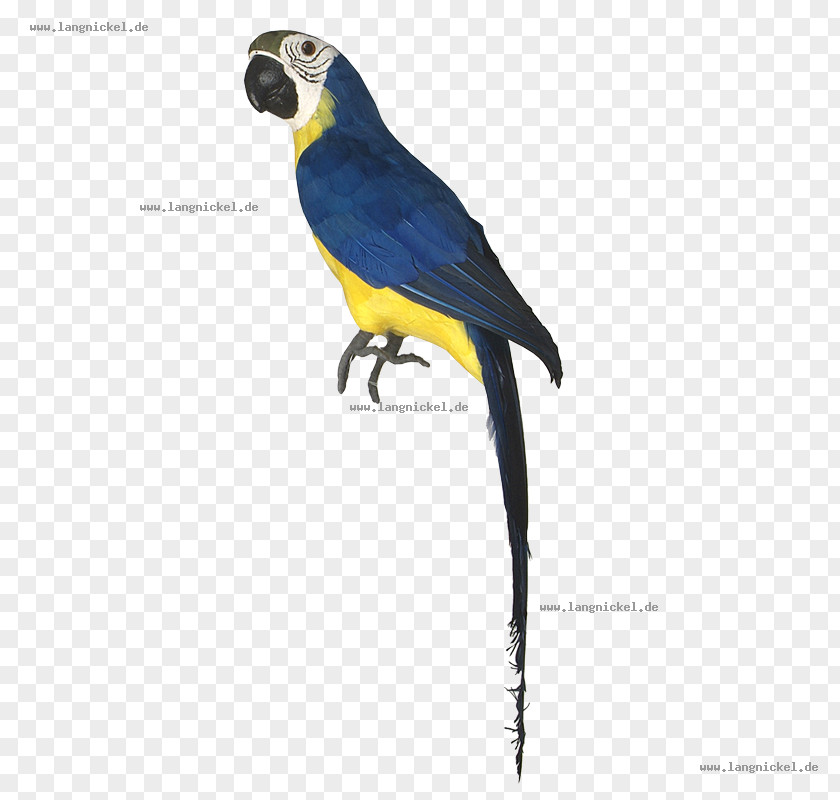 Feather Macaw Parakeet Beak Wing PNG