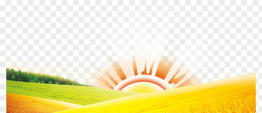 Golden Wheat Field Energy Sunlight Yellow PNG